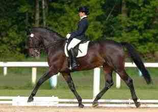 vendita, cavallo, dressage, hannover